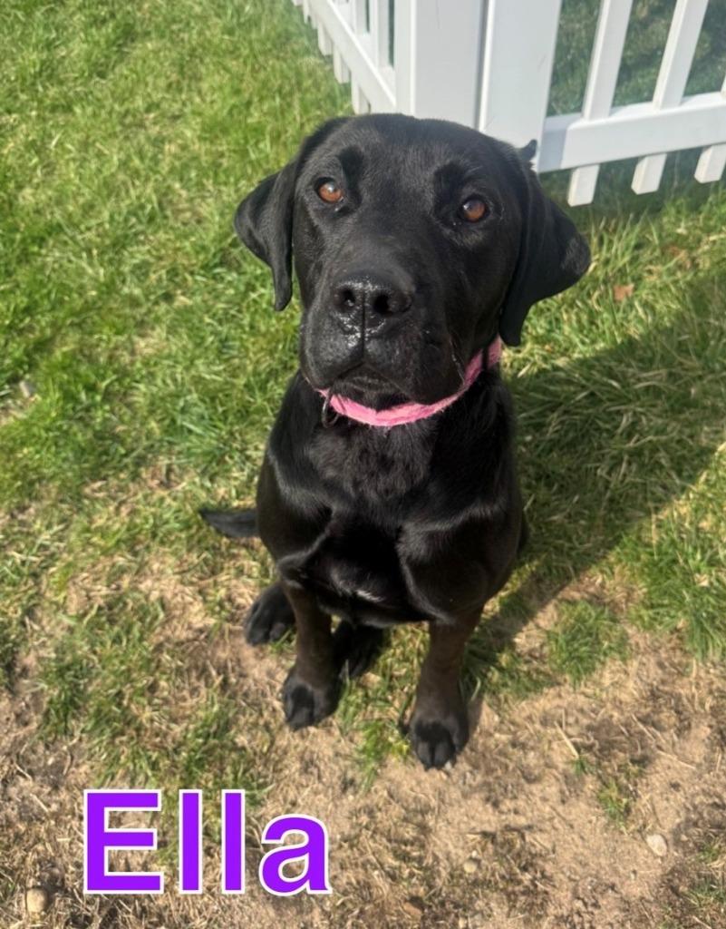 ELLA, Adoptable, Young Female Labrador Retriever & Labrador Retriever.