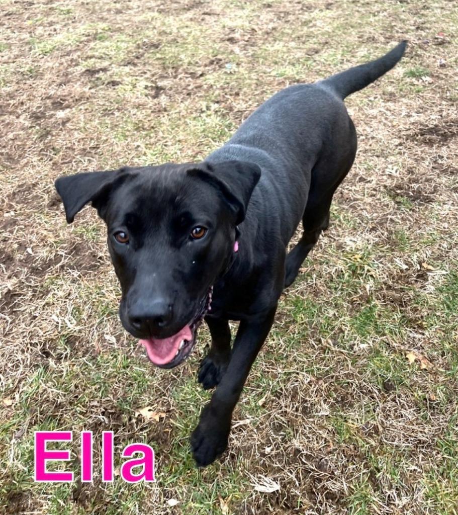 ELLA, Adoptable, Young Female Labrador Retriever & Labrador Retriever.