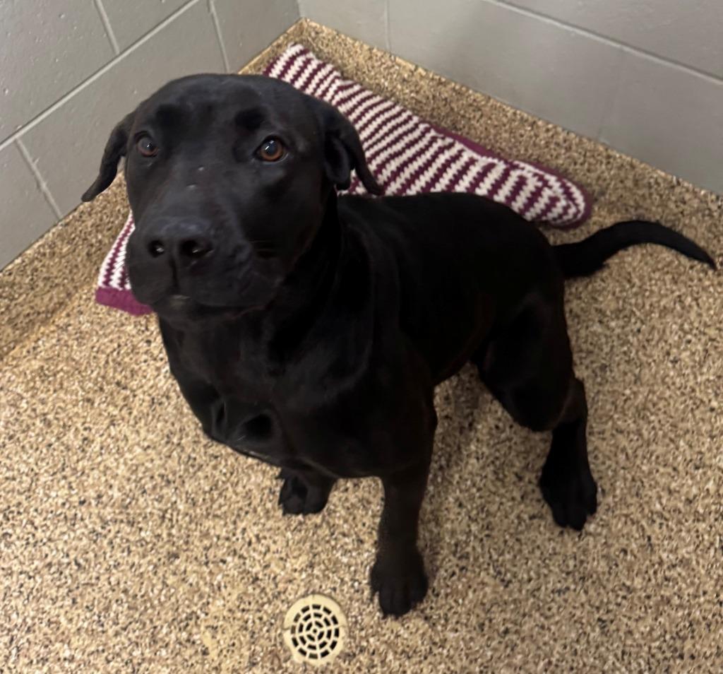 ELLA, Adoptable, Young Female Labrador Retriever & Labrador Retriever.