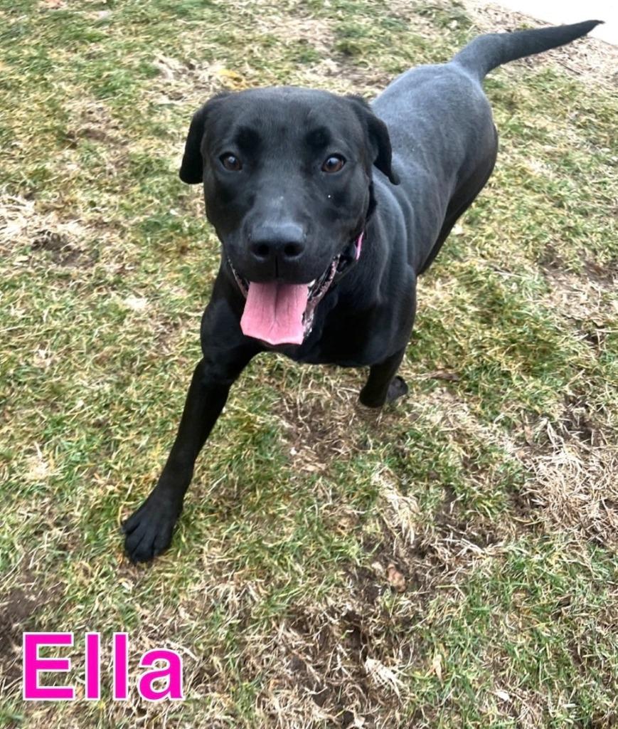 ELLA, Adoptable, Young Female Labrador Retriever & Labrador Retriever.