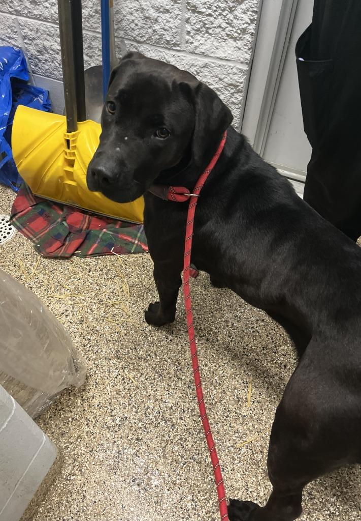 Enlarge ELLA, a Adoptable mixed breed in Hastings, MI image 2/2