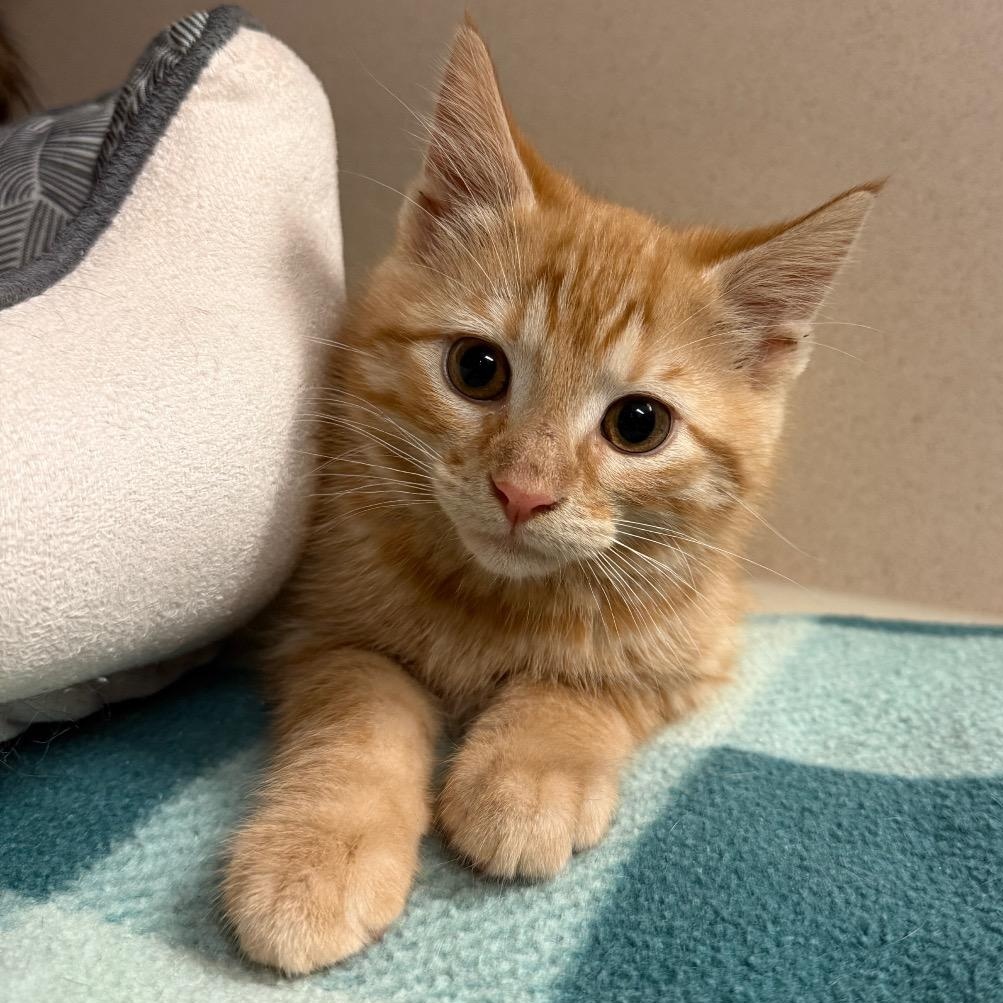 Sam, adopted, Kitten Male Tabby & Domestic Short Hair.
