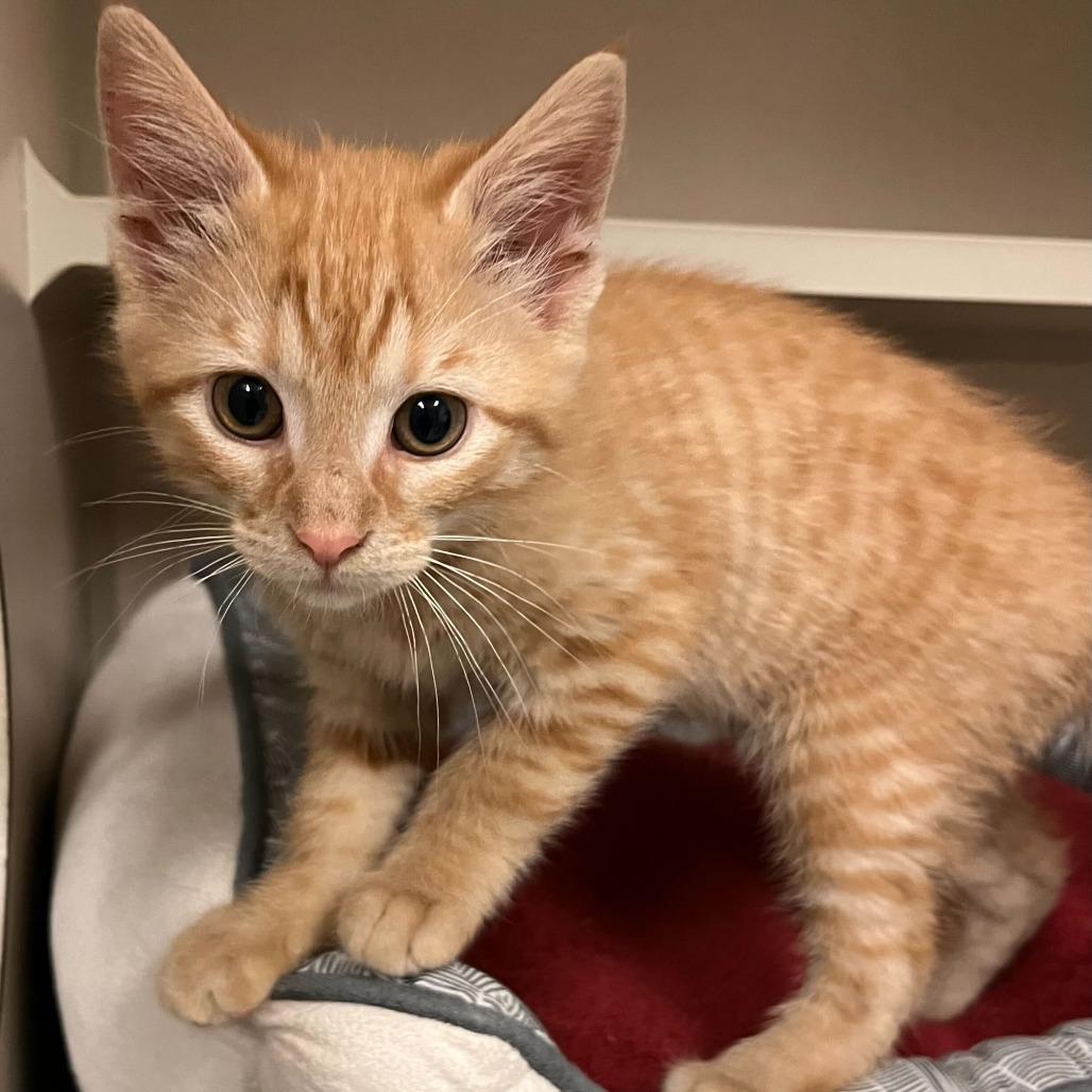 Enlarge Sam, an adopted mixed breed in Greensboro, NC image 2/3