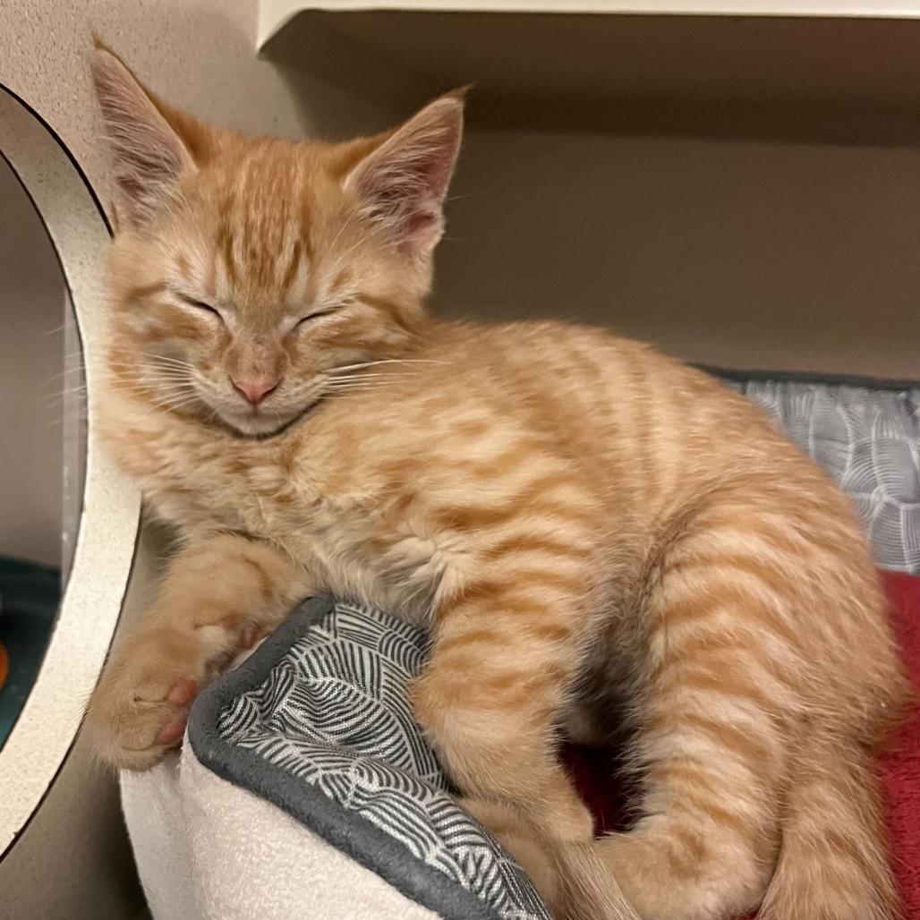 Enlarge Sam, an adopted mixed breed in Greensboro, NC image 3/3