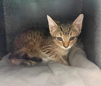 Kit, adopted, Kitten Male Domestic Short Hair.