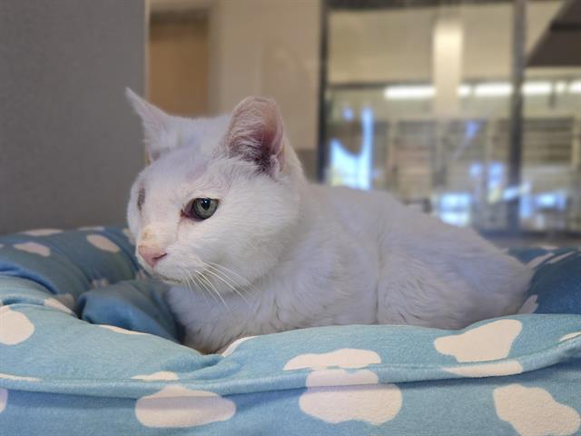 EXLEY, Adoptable, Senior Male Domestic Short Hair.