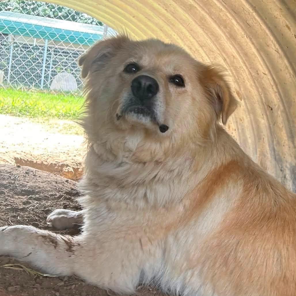 Foster Mrs. Turner, an adoptable mixed breed in Oswego, IL image 2/4