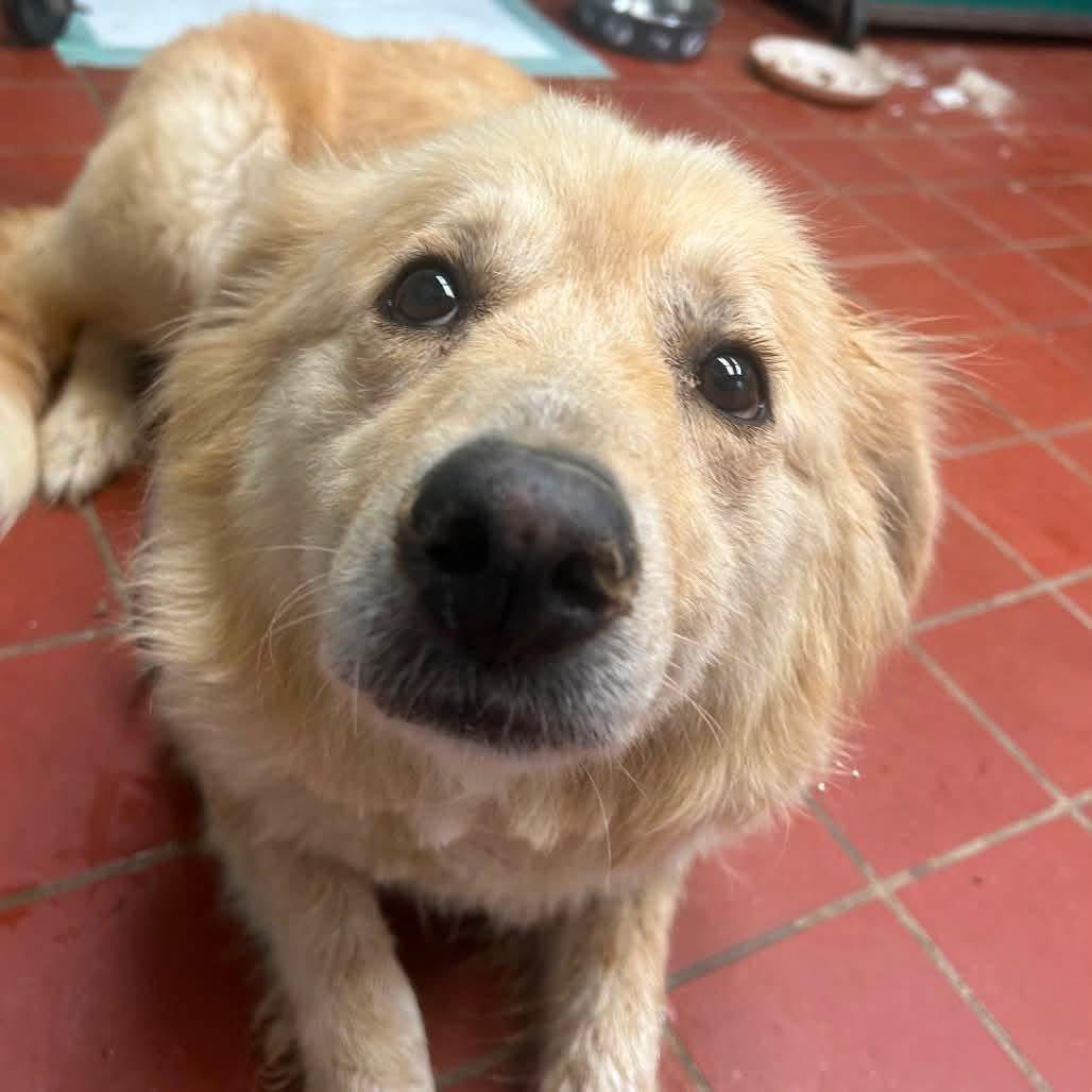 Foster Mrs. Turner, an adoptable mixed breed in Oswego, IL image 4/4