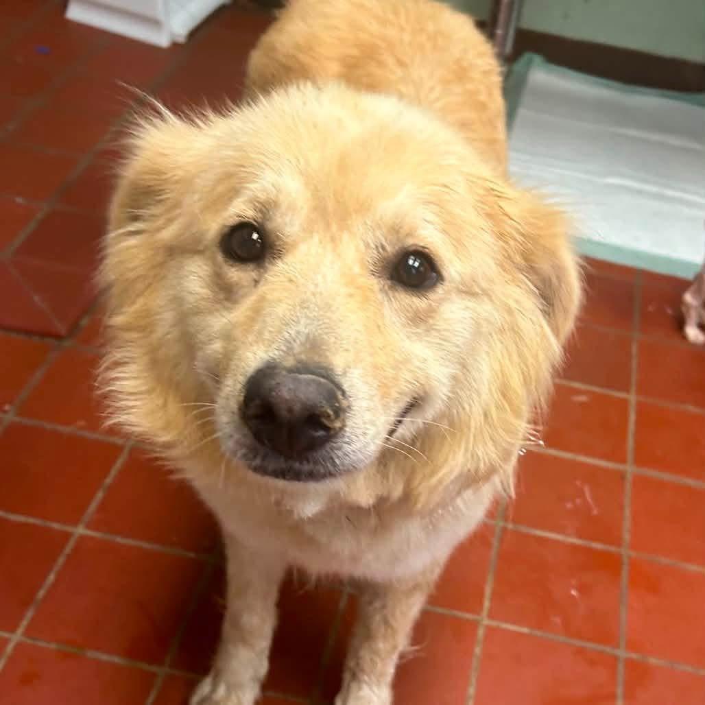 Foster Mrs. Turner, an adoptable mixed breed in Oswego, IL image 1/4