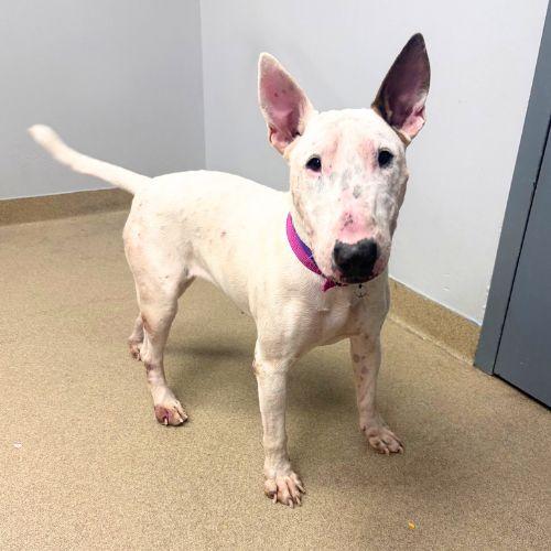 FRANKIE, Adoptable, Young Female Bull Terrier.