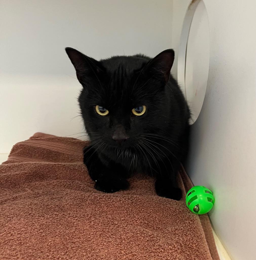 Enlarge Coal, a Adoptable mixed breed in Greenfield, IN image 1/1