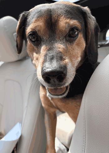 Chubbs, a ADOPTABLE mixed breed in West Decatur, PA image 3/4
