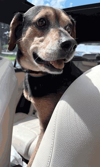 Chubbs, ADOPTABLE, Adult Male Beagle.