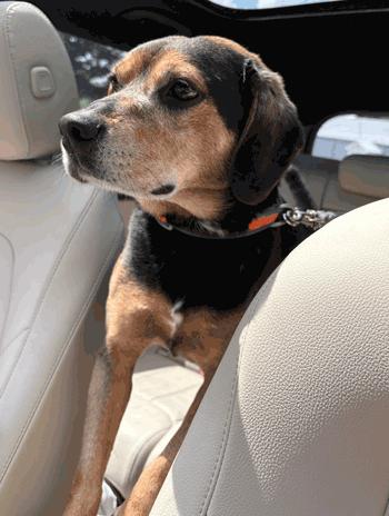 Chubbs, a ADOPTABLE mixed breed in West Decatur, PA image 2/4