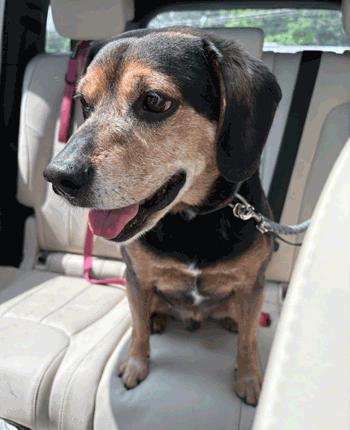 Chubbs, a ADOPTABLE mixed breed in West Decatur, PA image 4/4