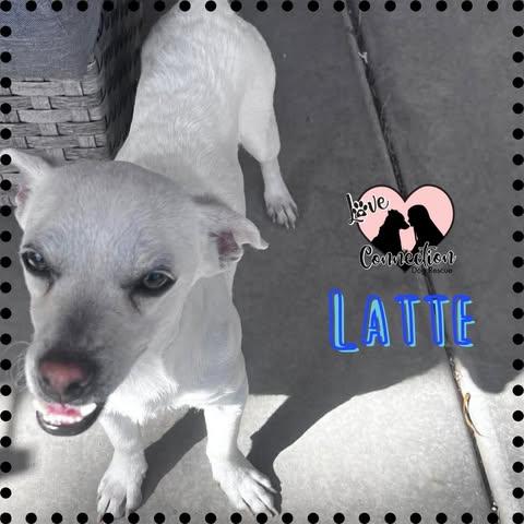 Enlarge Latte, a ADOPTABLE mixed breed in Gilbert, AZ image 1/1