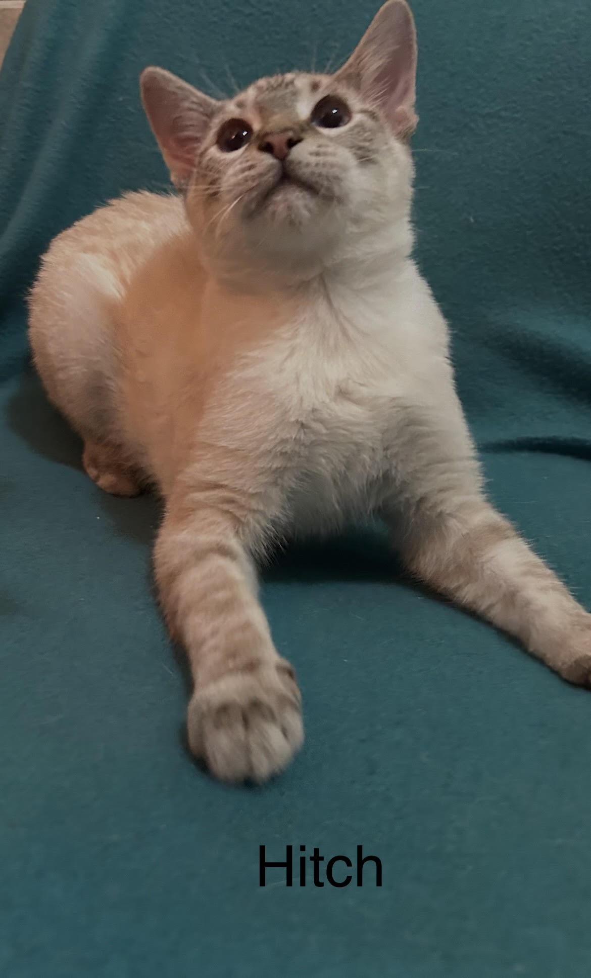Hitch, Adopted, Kitten Male Domestic Short Hair & Siamese.