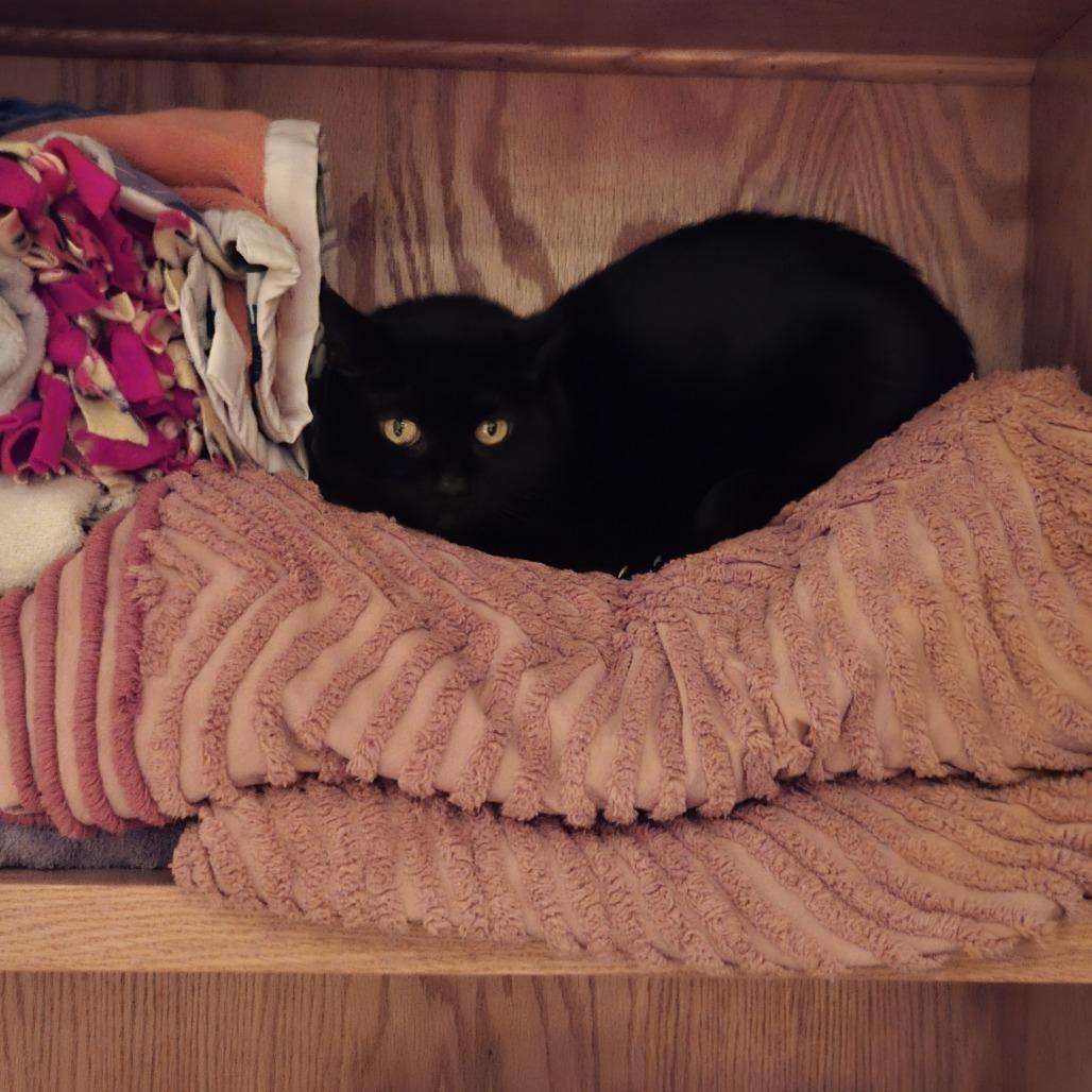 Enlarge Coal FIV+, a Adoptable Domestic Short Hair in St. Paul, MN image 1/6