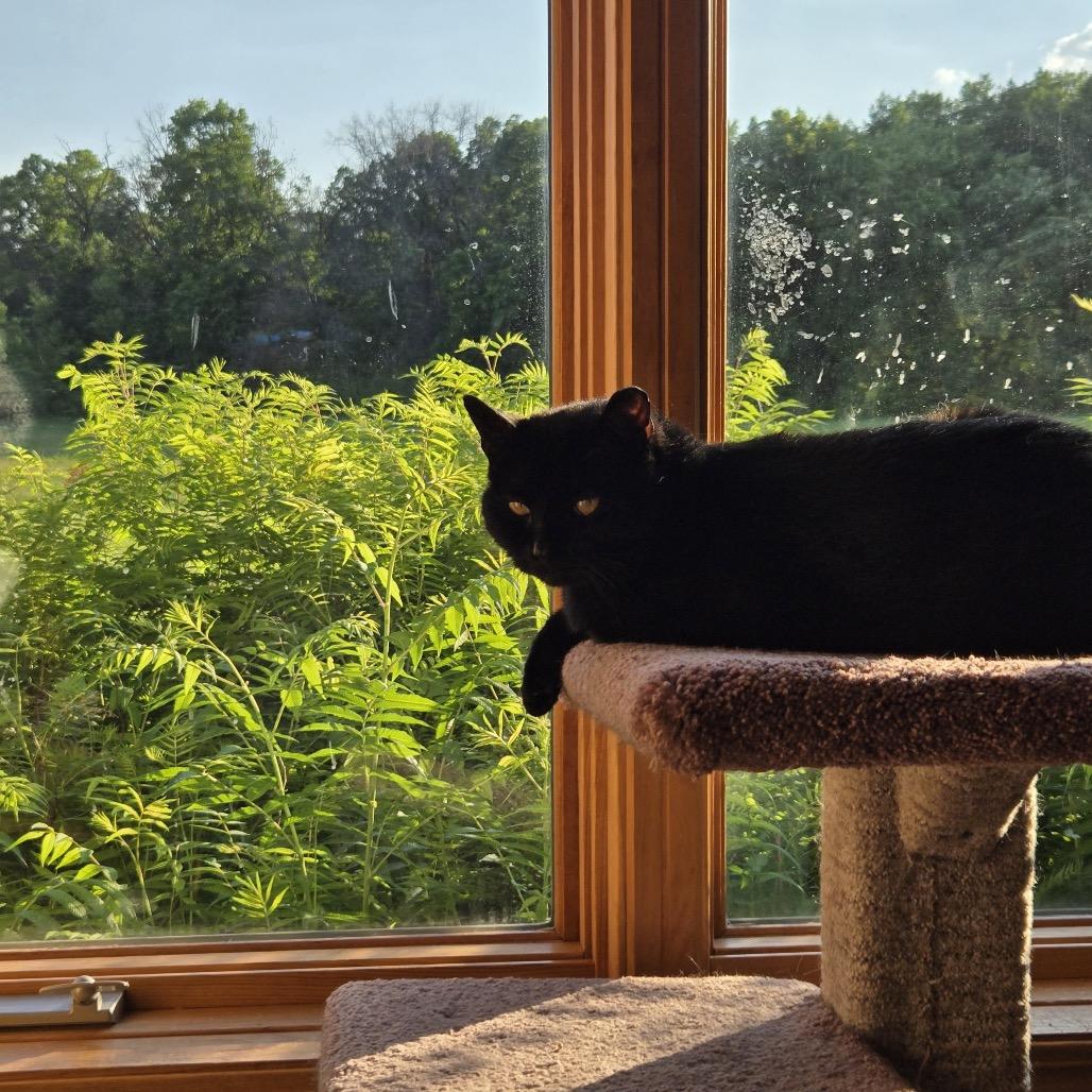 Enlarge Coal FIV+, a Adoptable Domestic Short Hair in St. Paul, MN image 1/6