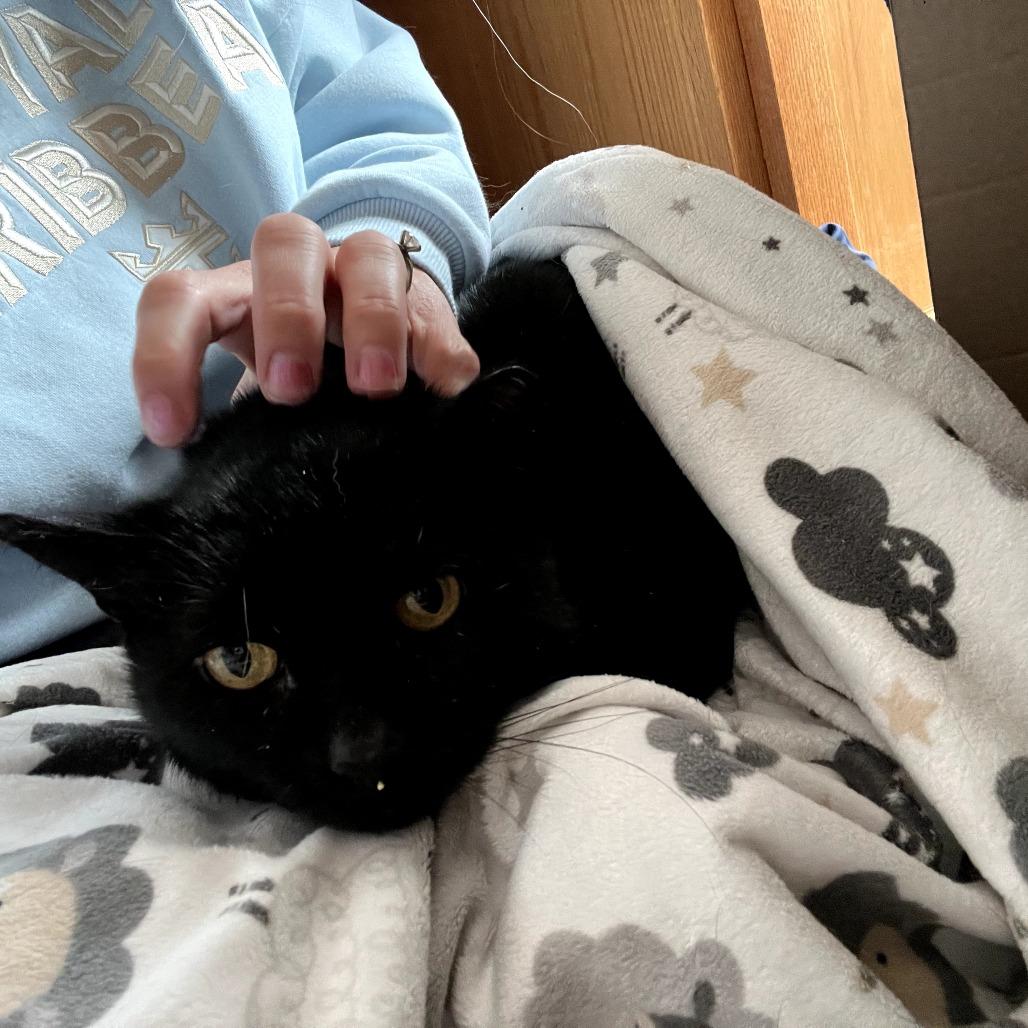 Enlarge Coal FIV+, a Adoptable Domestic Short Hair in St. Paul, MN image 2/6