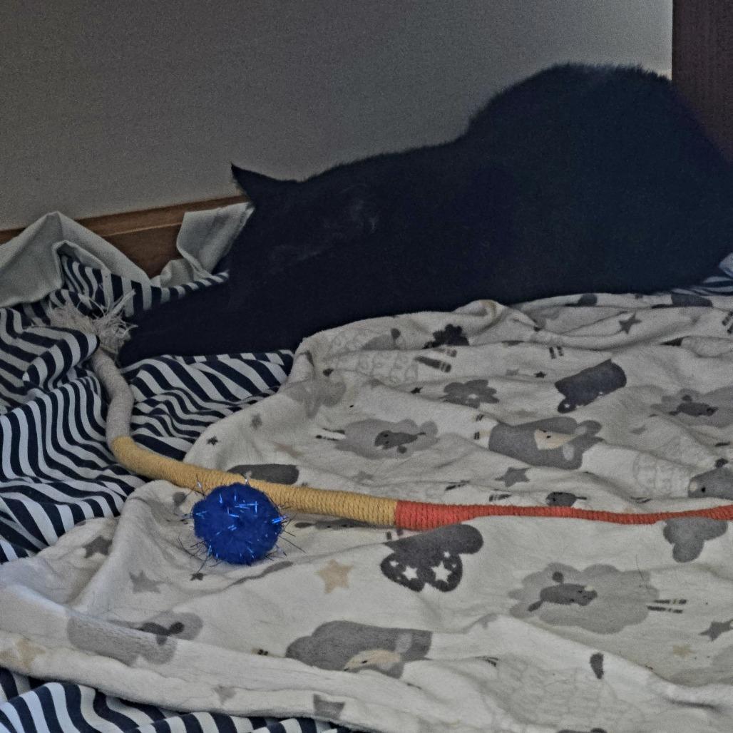 Coal FIV+, a Adoptable Domestic Short Hair in St. Paul, MN image 2/6