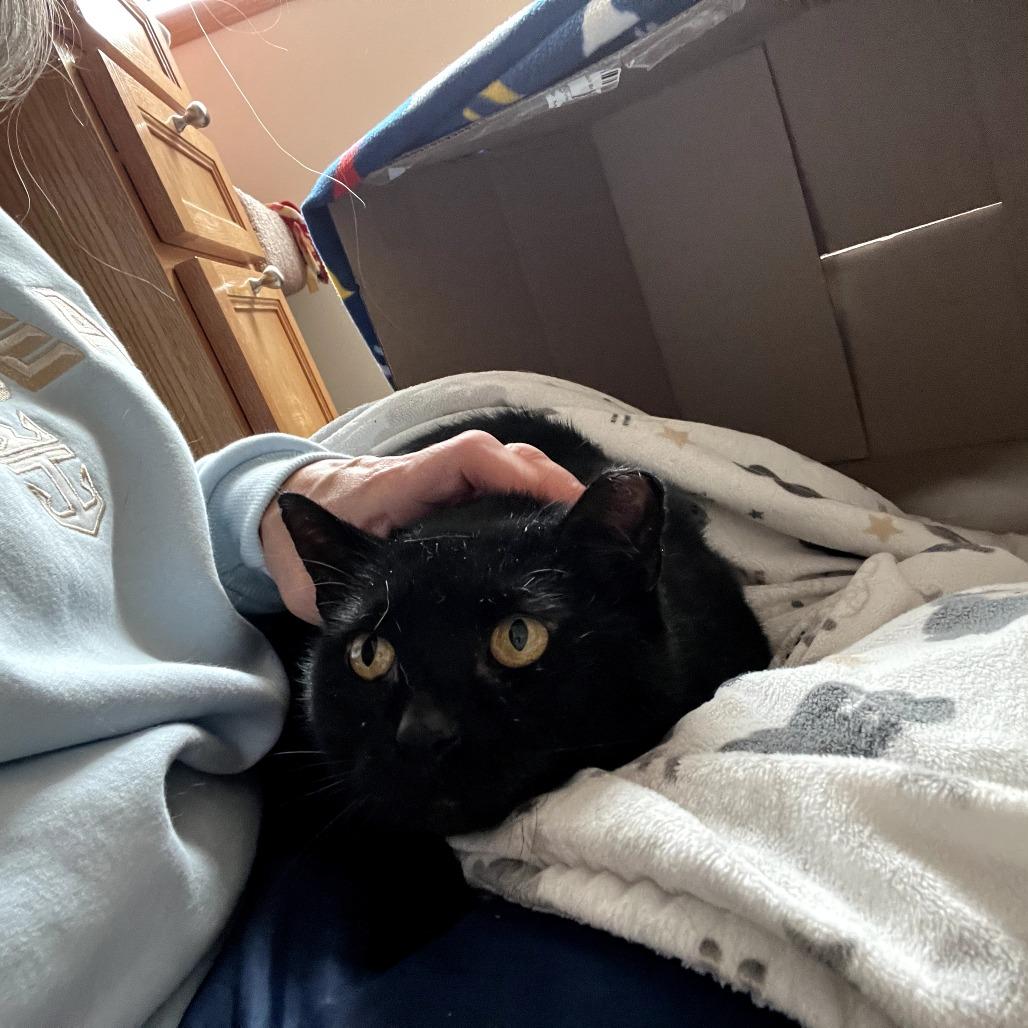 Enlarge Coal FIV+, a Adoptable Domestic Short Hair in St. Paul, MN image 3/6