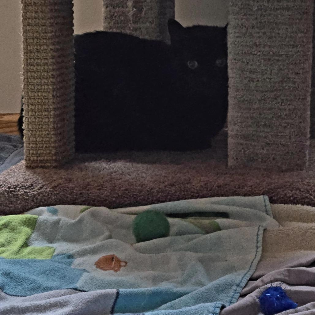 Coal FIV+, a Adoptable Domestic Short Hair in St. Paul, MN image 3/6