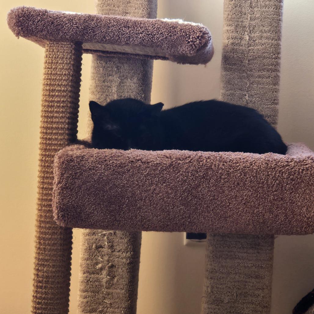 Coal FIV+, a Adoptable Domestic Short Hair in St. Paul, MN image 4/6