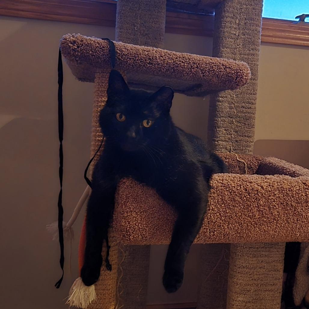 Enlarge Coal FIV+, a Adoptable Domestic Short Hair in St. Paul, MN image 2/6