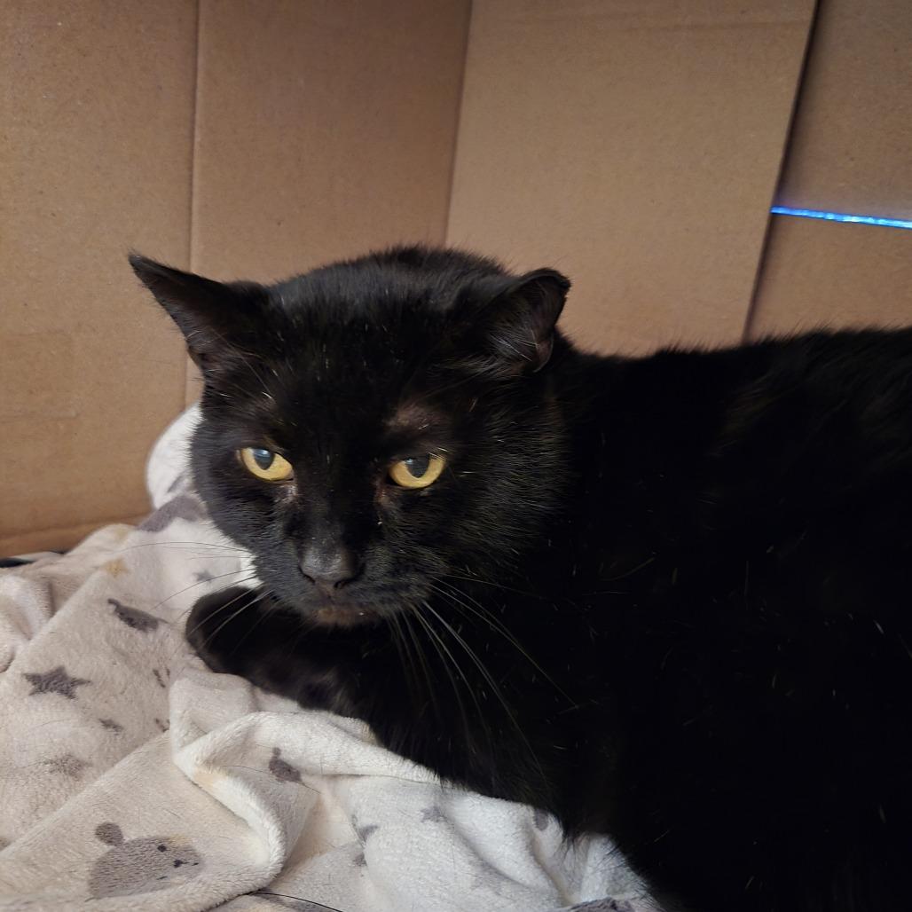 Enlarge Coal FIV+, a Adoptable Domestic Short Hair in St. Paul, MN image 4/6