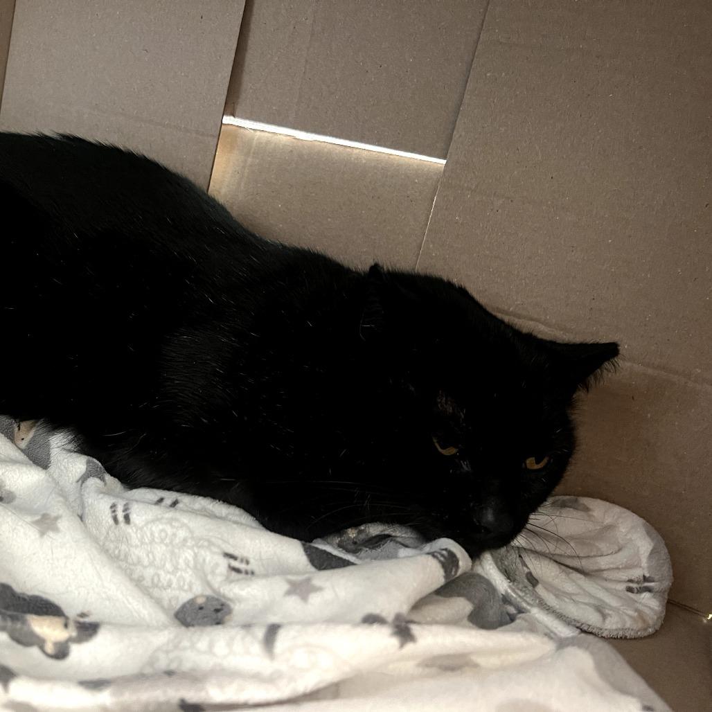 Enlarge Coal FIV+, a Adoptable Domestic Short Hair in St. Paul, MN image 5/6