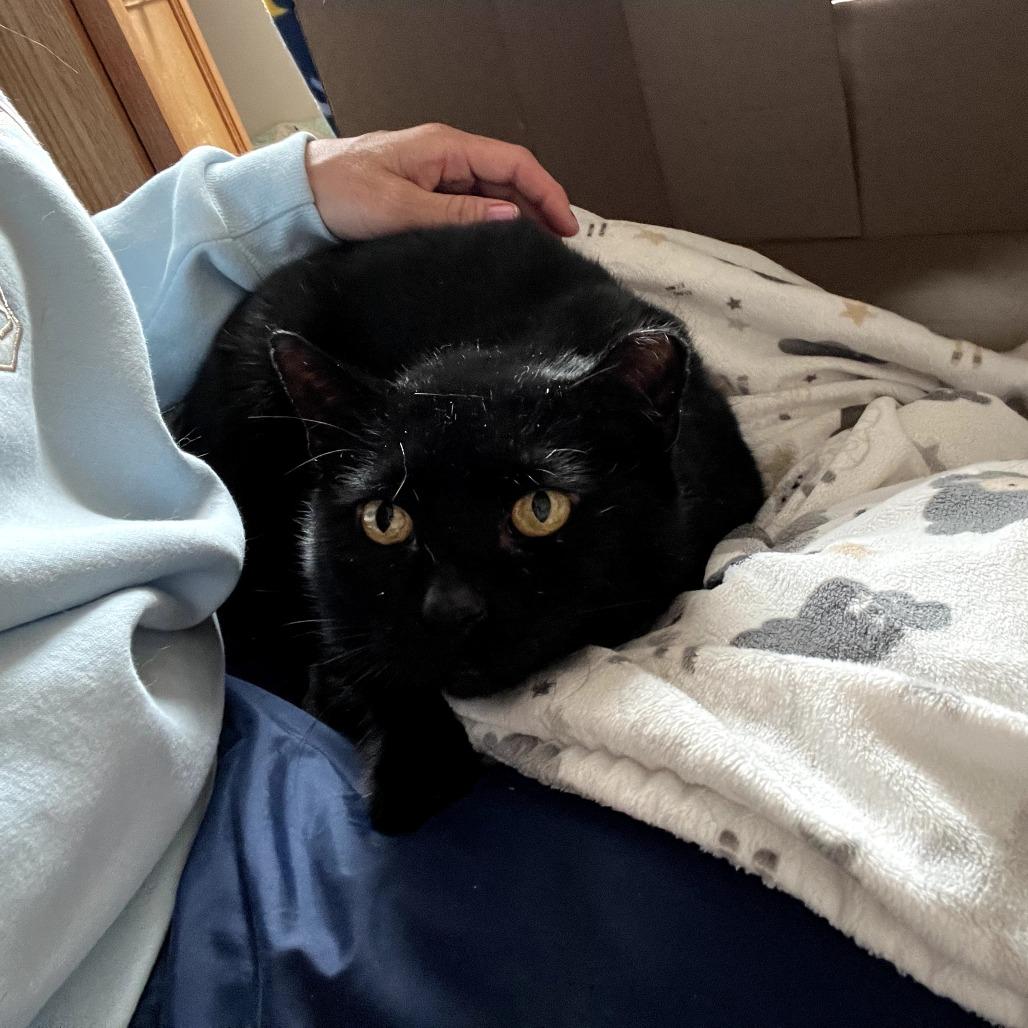 Enlarge Coal FIV+, a Adoptable Domestic Short Hair in St. Paul, MN image 6/6