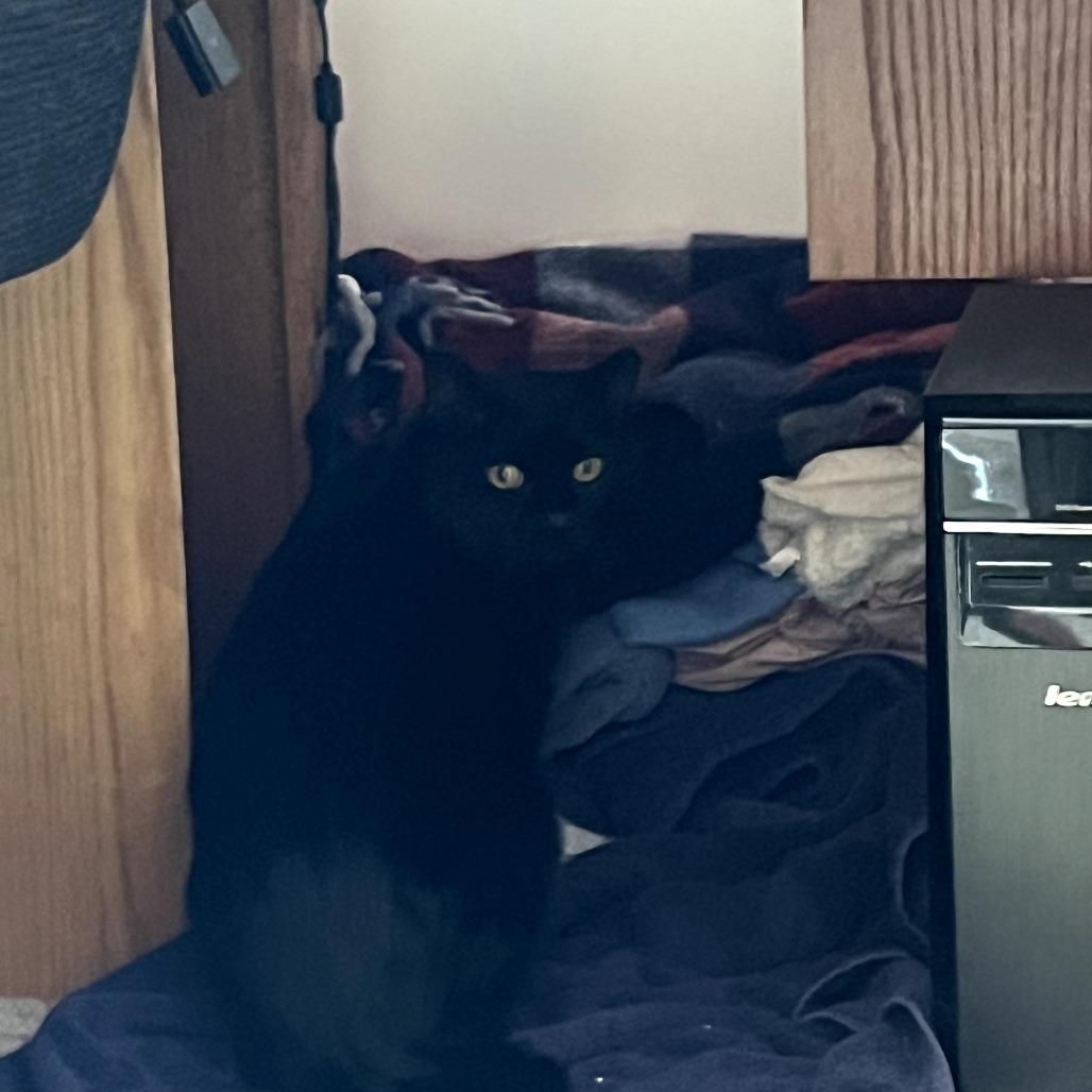 Coal FIV+, a Adoptable Domestic Short Hair in St. Paul, MN image 6/6
