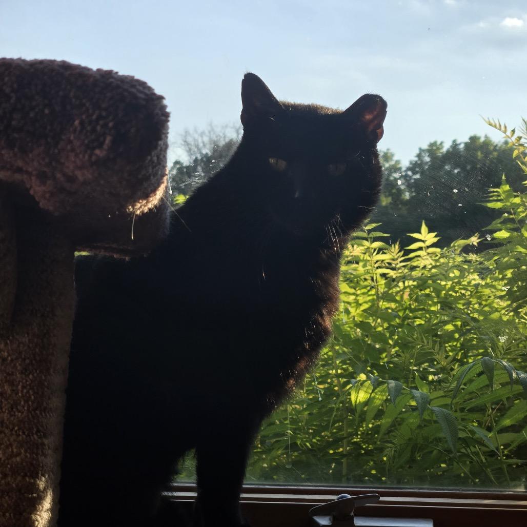 Enlarge Coal FIV+, a Adoptable Domestic Short Hair in St. Paul, MN image 3/6