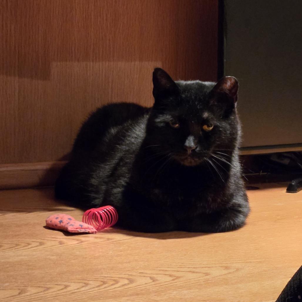 Enlarge Coal FIV+, a Adoptable Domestic Short Hair in St. Paul, MN image 4/6