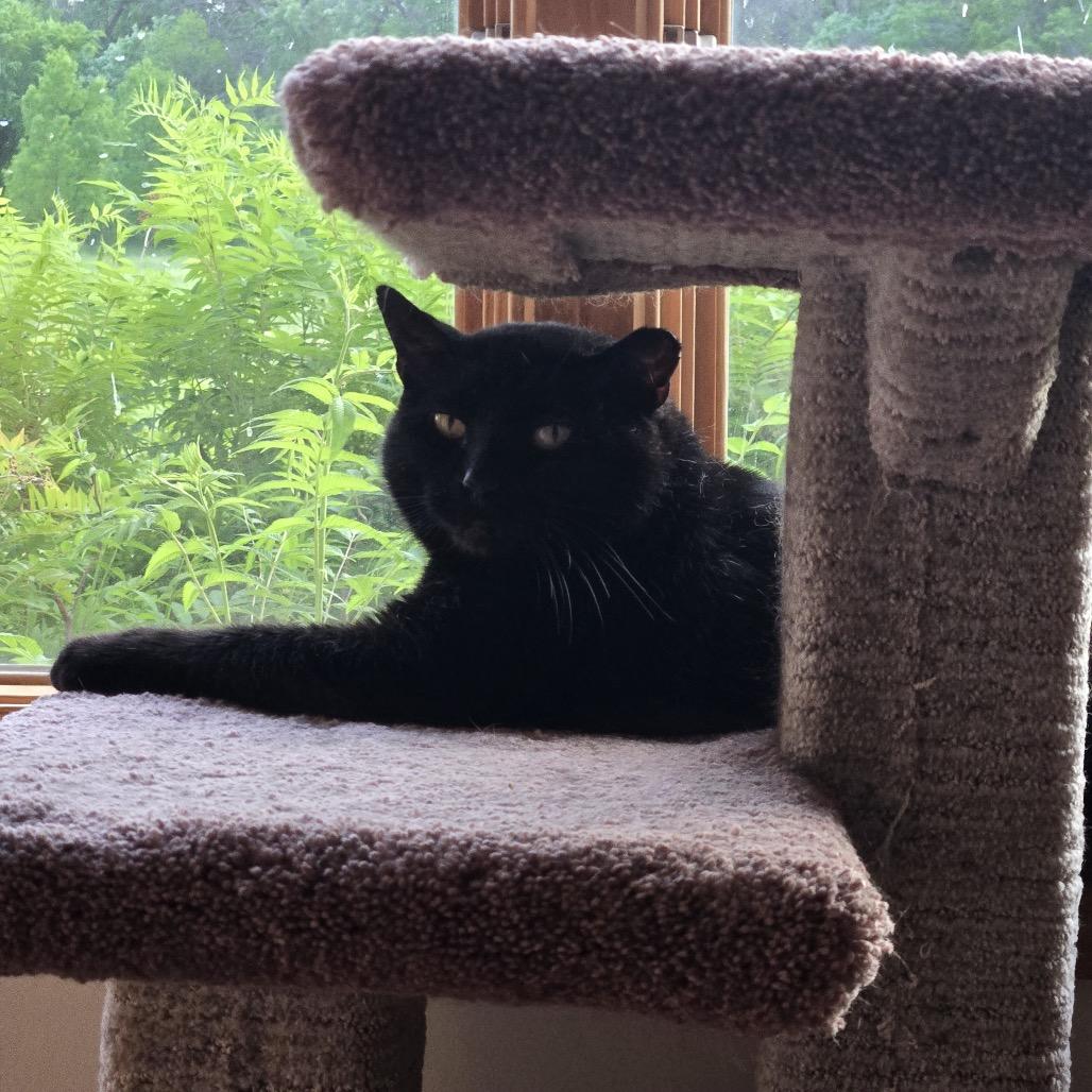 Enlarge Coal FIV+, a Adoptable Domestic Short Hair in St. Paul, MN image 5/6