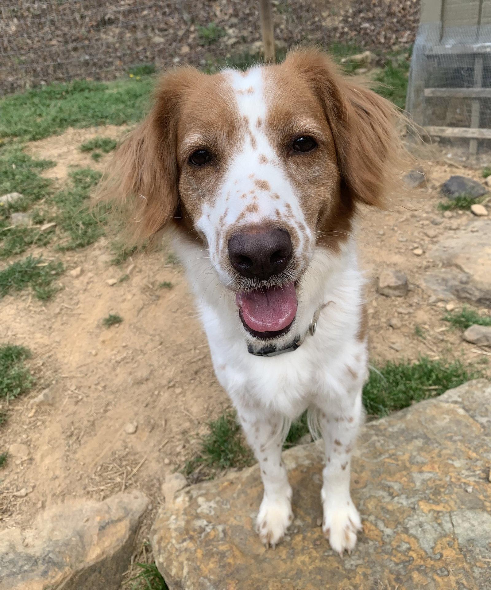 ME/Regan, Adopted, Adult Female Brittany Spaniel.