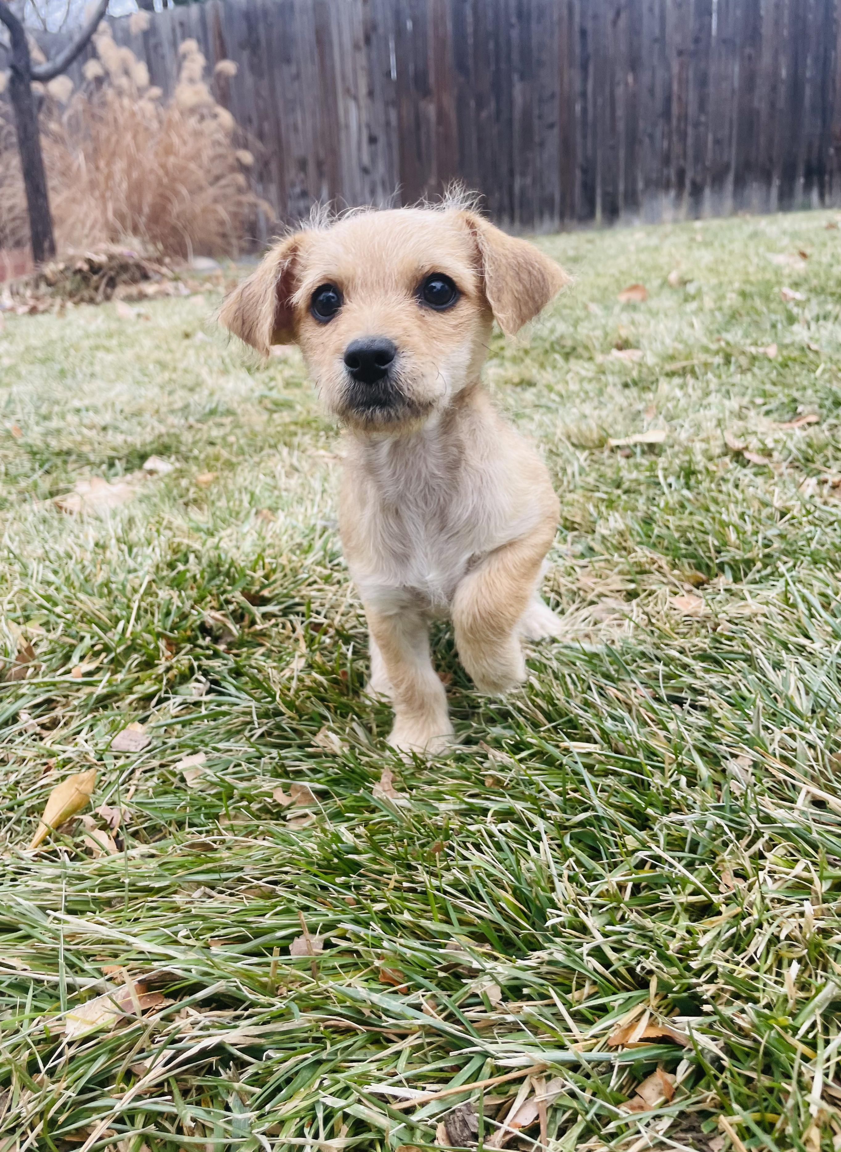 Sugar, a ADOPTABLE mixed breed in Fort Collins, CO image 1/3