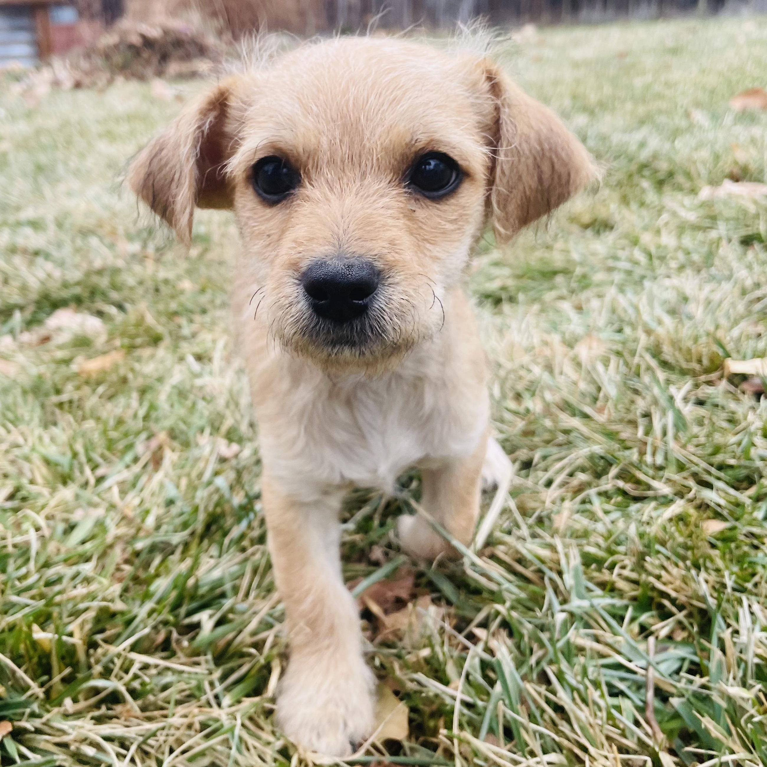 Sugar, ADOPTABLE, Puppy Male Terrier & Chihuahua.