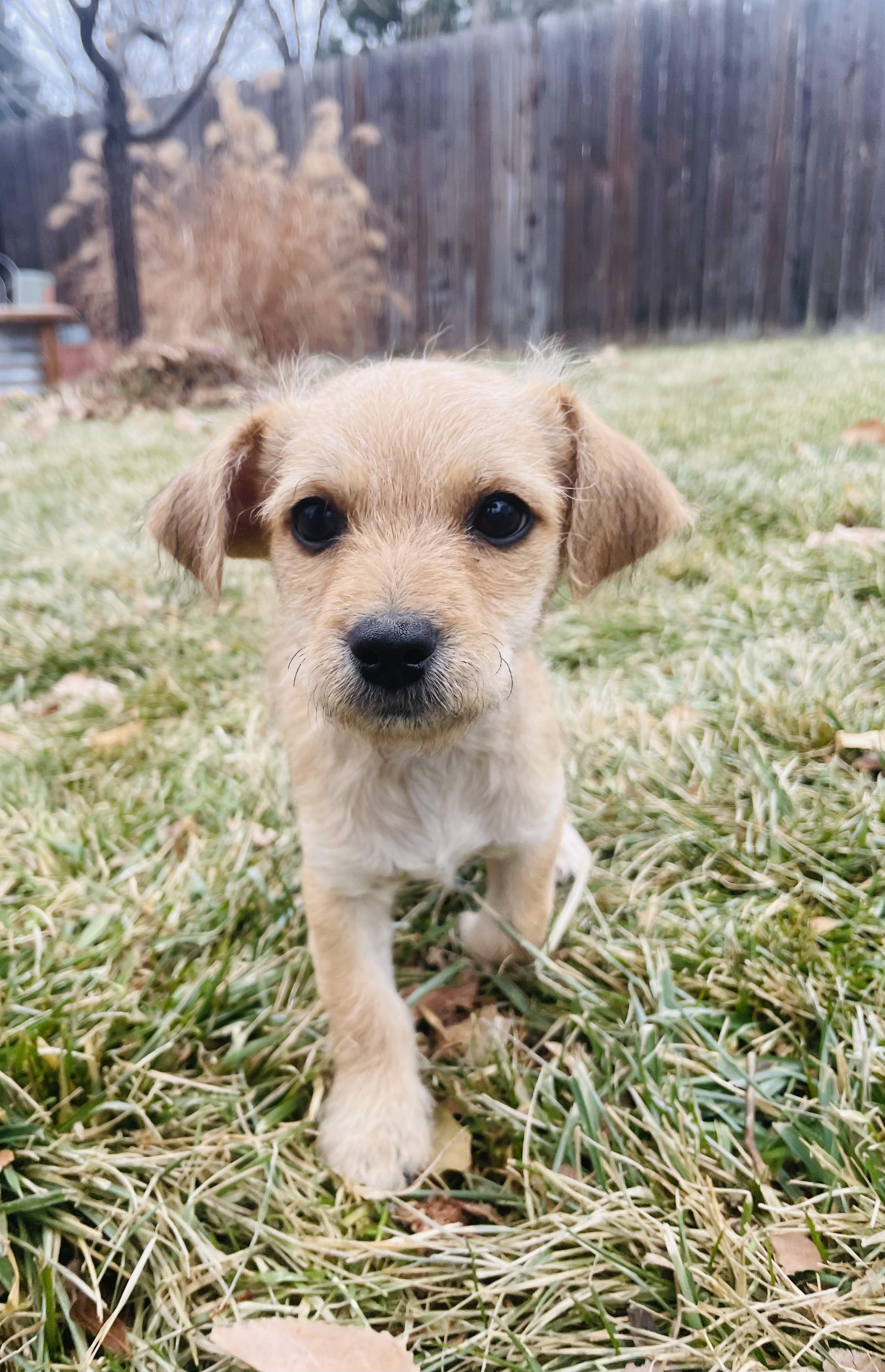 Sugar, a ADOPTABLE mixed breed in Fort Collins, CO image 2/3