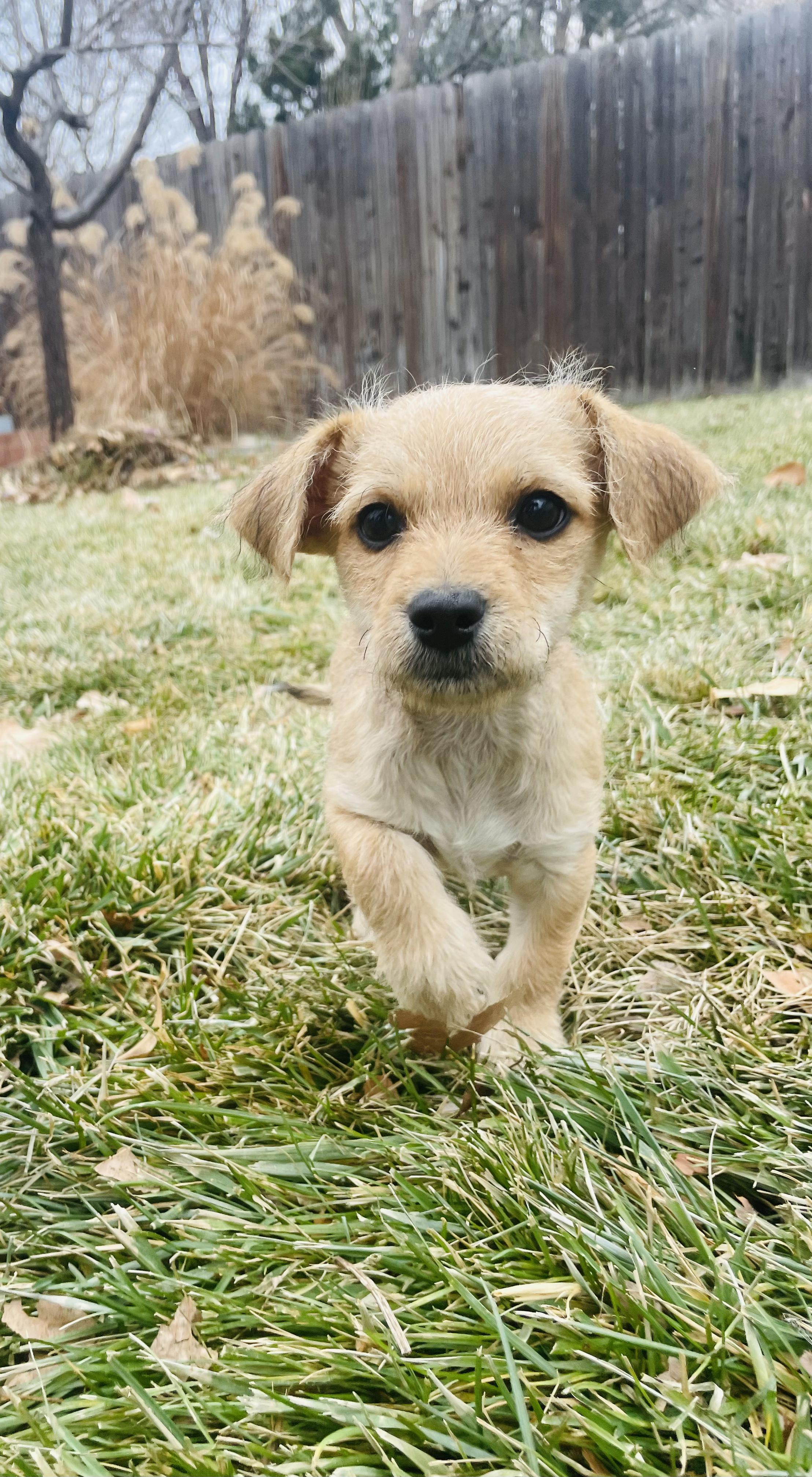 Sugar, a ADOPTABLE mixed breed in Fort Collins, CO image 3/3