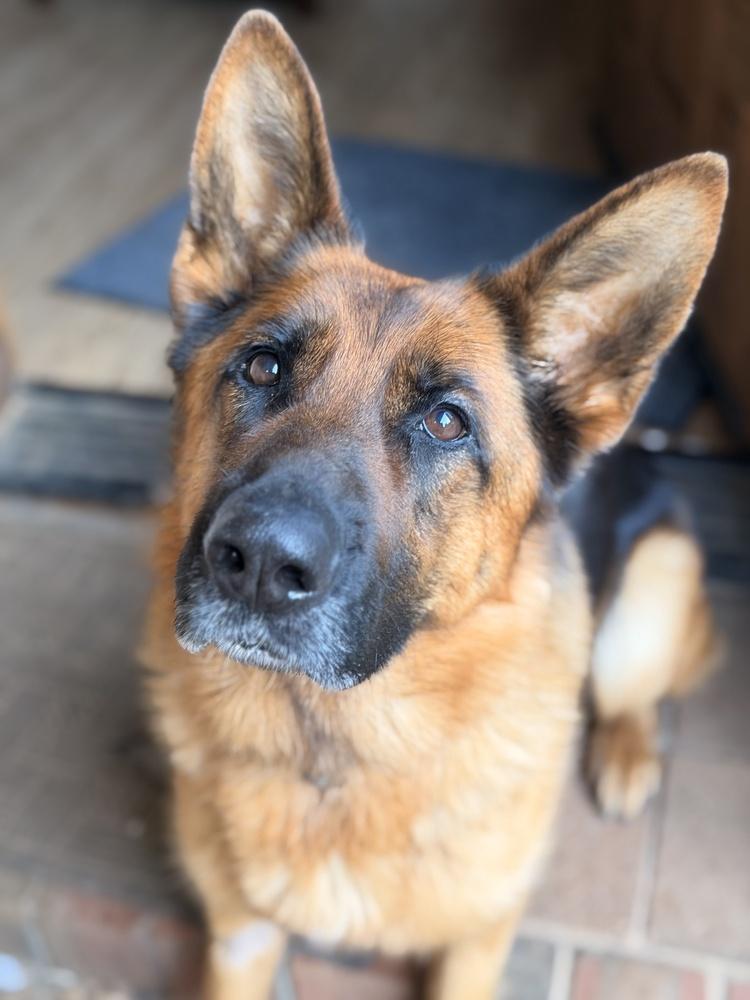 Jaz, Adoptable, Adult Female German Shepherd Dog.