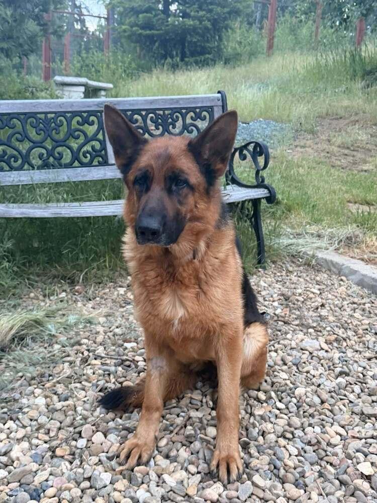 Enlarge Jaz, a Adoptable German Shepherd Dog in Pleasant Hill, CA image 3/6