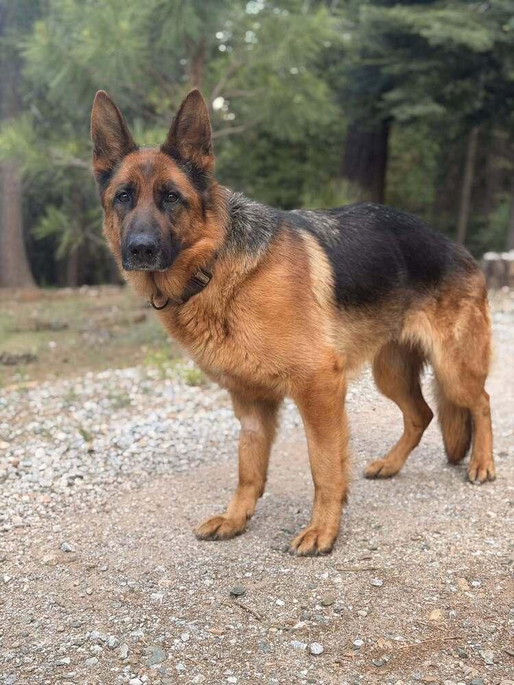 Enlarge Jaz, a Adoptable German Shepherd Dog in Pleasant Hill, CA image 5/6