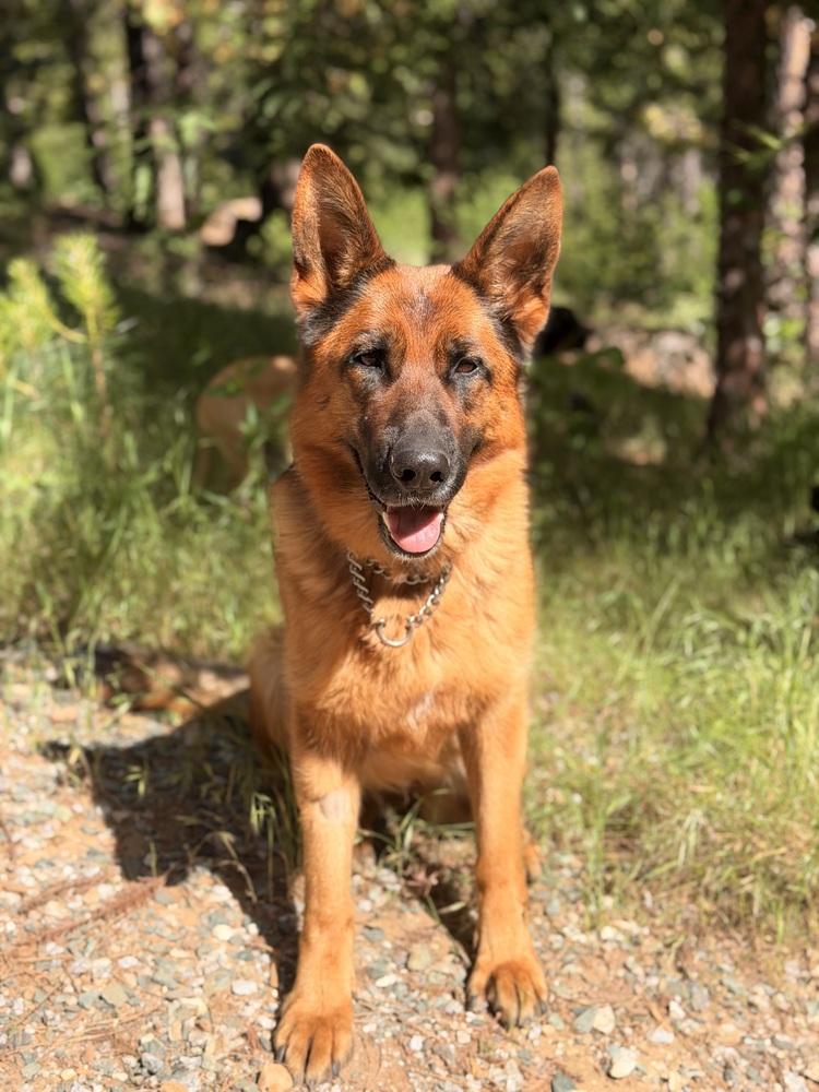 Enlarge Jaz, a Adoptable German Shepherd Dog in Pleasant Hill, CA image 6/6
