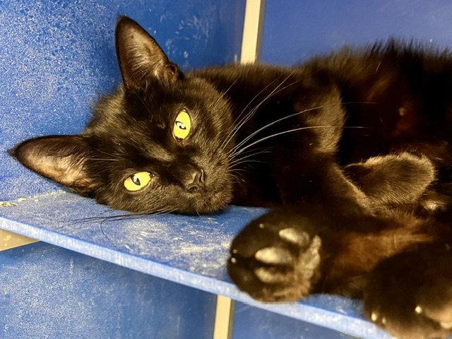 Enlarge Kanga, a Adoptable Domestic Short Hair in Webster, WI image 1/2