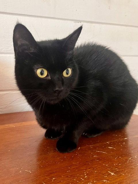 Enlarge Kanga, a Adoptable Domestic Short Hair in Webster, WI image 2/3