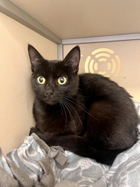 Enlarge Kanga, a Adoptable Domestic Short Hair in Webster, WI image 2/2