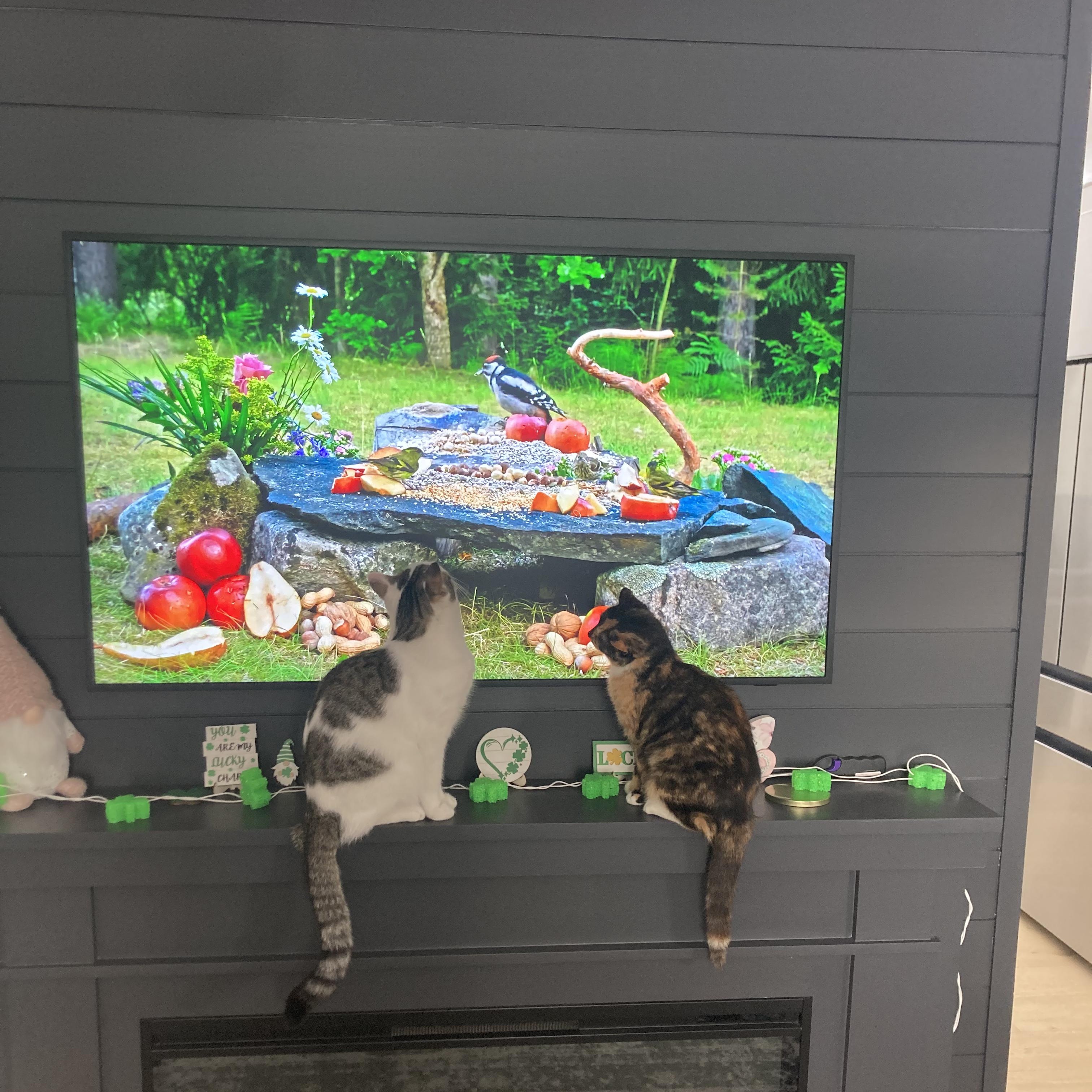 Enlarge Maizey , a ADOPTABLE Domestic Short Hair in Sewell, NJ image 4/4