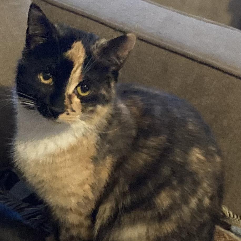 Maizey , ADOPTABLE, Young Female Domestic Short Hair.